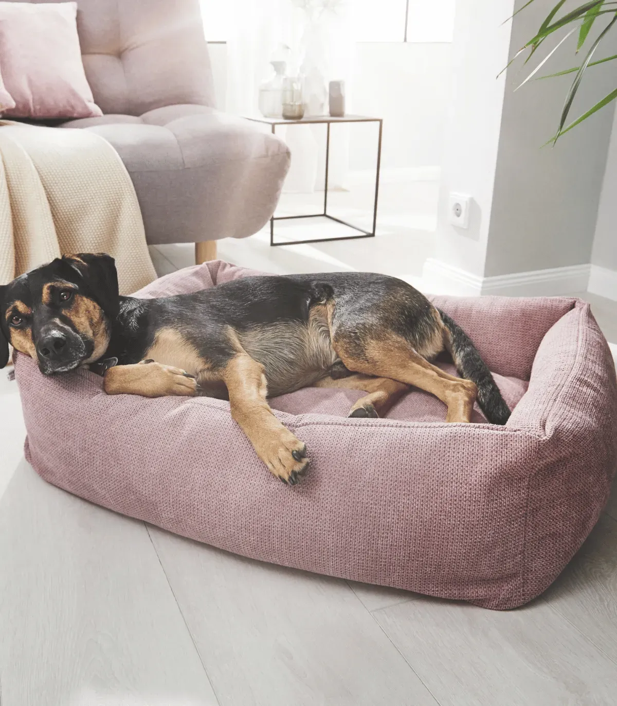 Chien noir et feu allongé dans un lit pour chien rose design, dans un salon lumineux