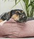 Chien noir et feu reposant la tête sur le rebord d'un lit pour chien rose design, plantes en arrière-plan
