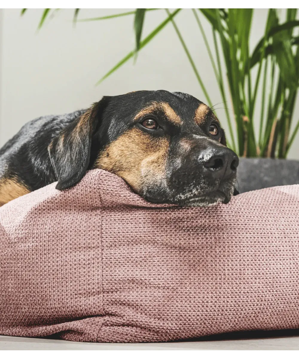 Chien noir et feu reposant la tête sur le rebord d'un lit pour chien rose design, plantes en arrière-plan