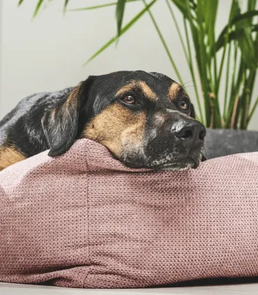 Chien noir et feu reposant la tête sur le rebord d'un lit pour chien rose design, plantes en arrière-plan