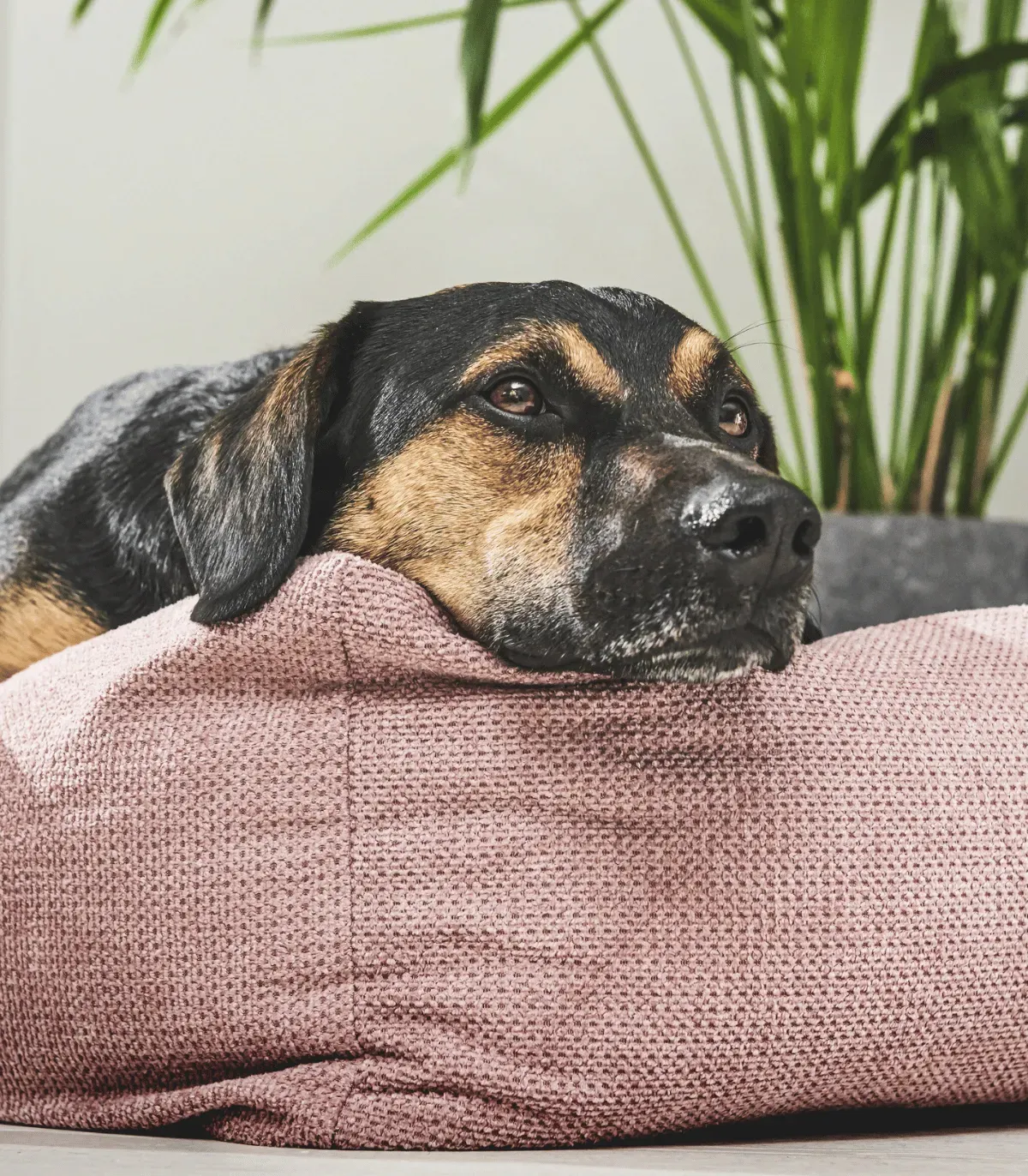 Chien noir et feu reposant la tête sur le rebord d'un lit pour chien rose design, plantes en arrière-plan