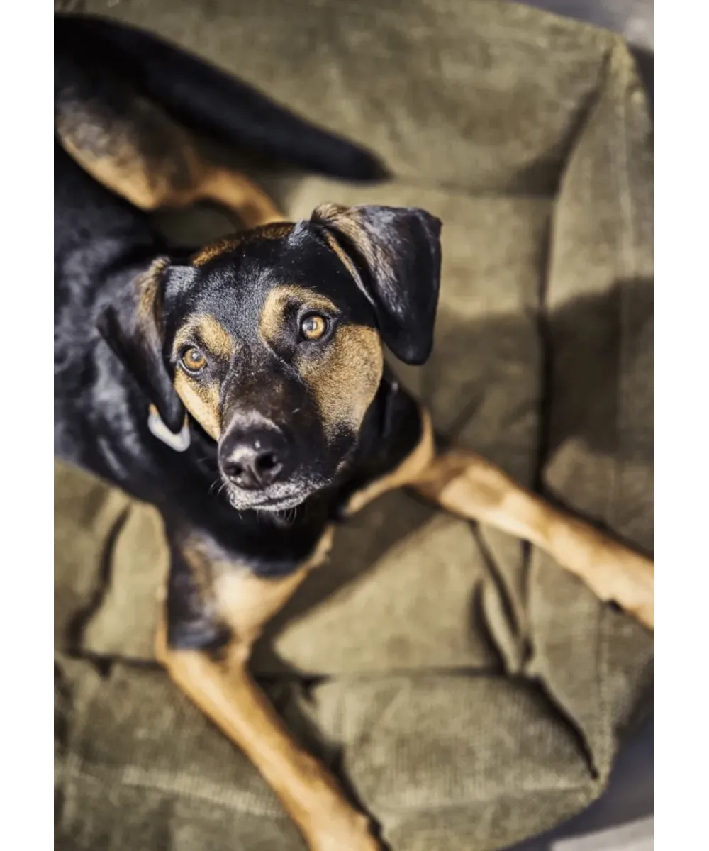 Portrait d'un chien noir et feu dans un panier pour chien orthopédique vert olive Tudor