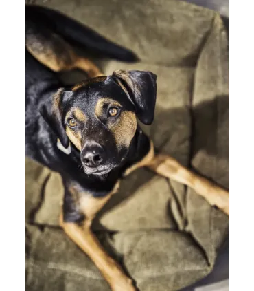 Portrait d'un chien noir et feu dans un panier pour chien orthopédique vert olive Tudor