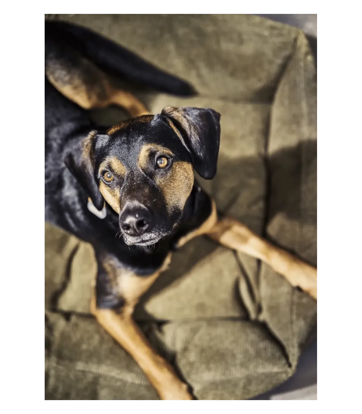 Portrait d'un chien noir et feu dans un panier pour chien orthopédique vert olive Tudor