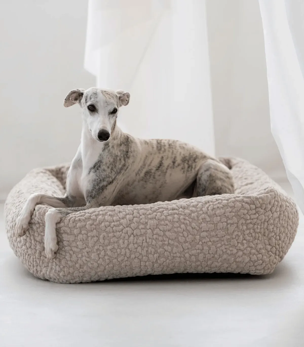 Lévrier whippet allongé dans un lit pour chien Bellagio beige à bords rembourrés