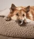 Chien roux allongé sur le tissu bouclé brun d'un lit pour chien Bellagio