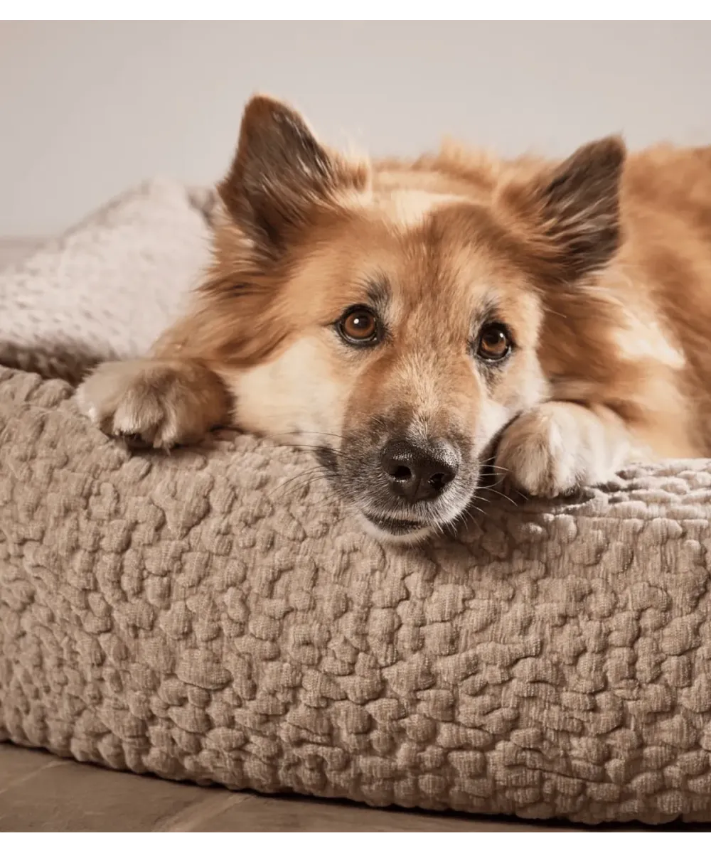 Chien roux allongé sur le tissu bouclé brun d'un lit pour chien Bellagio