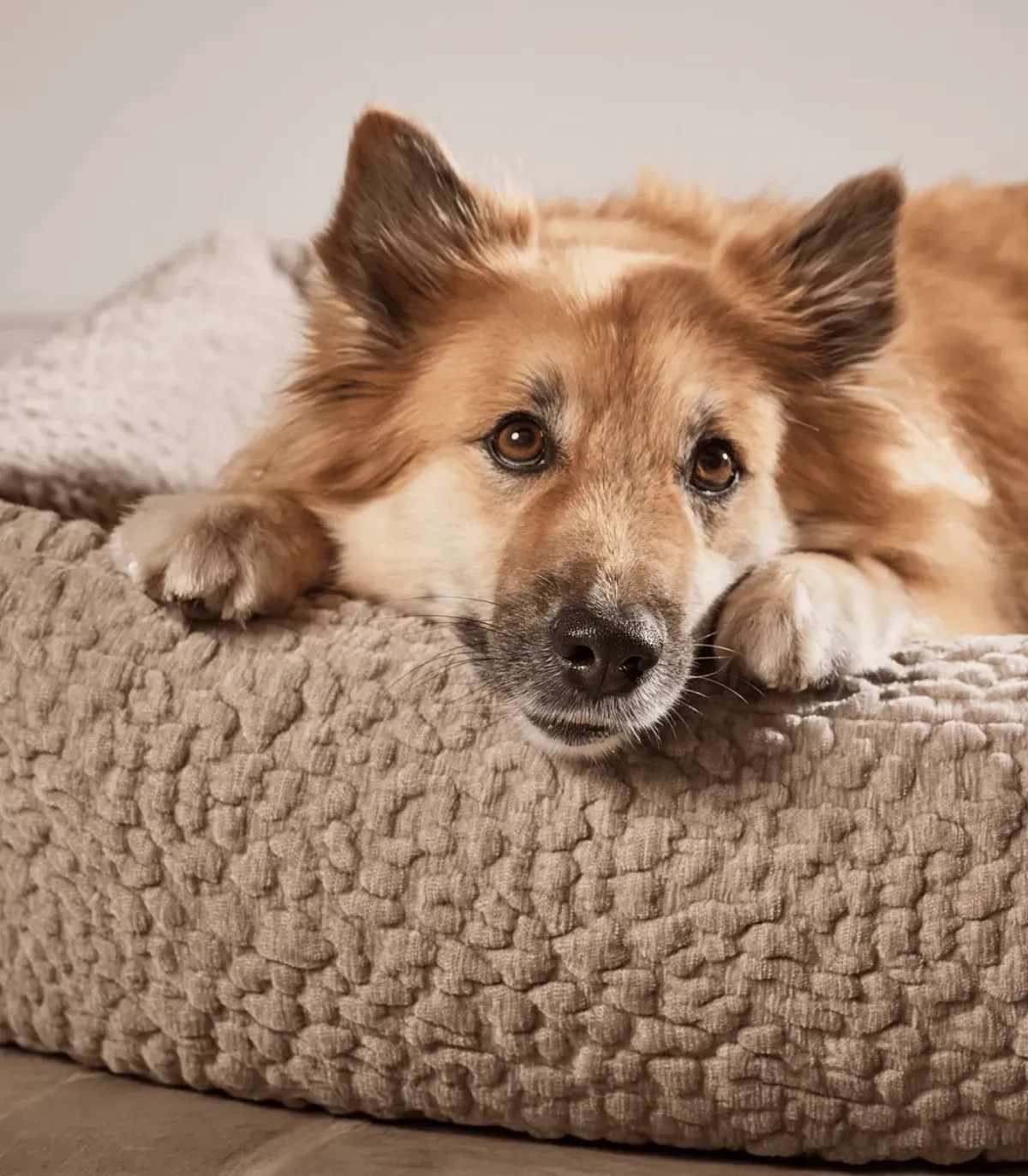 Chien roux allongé sur le tissu bouclé brun d'un lit pour chien Bellagio