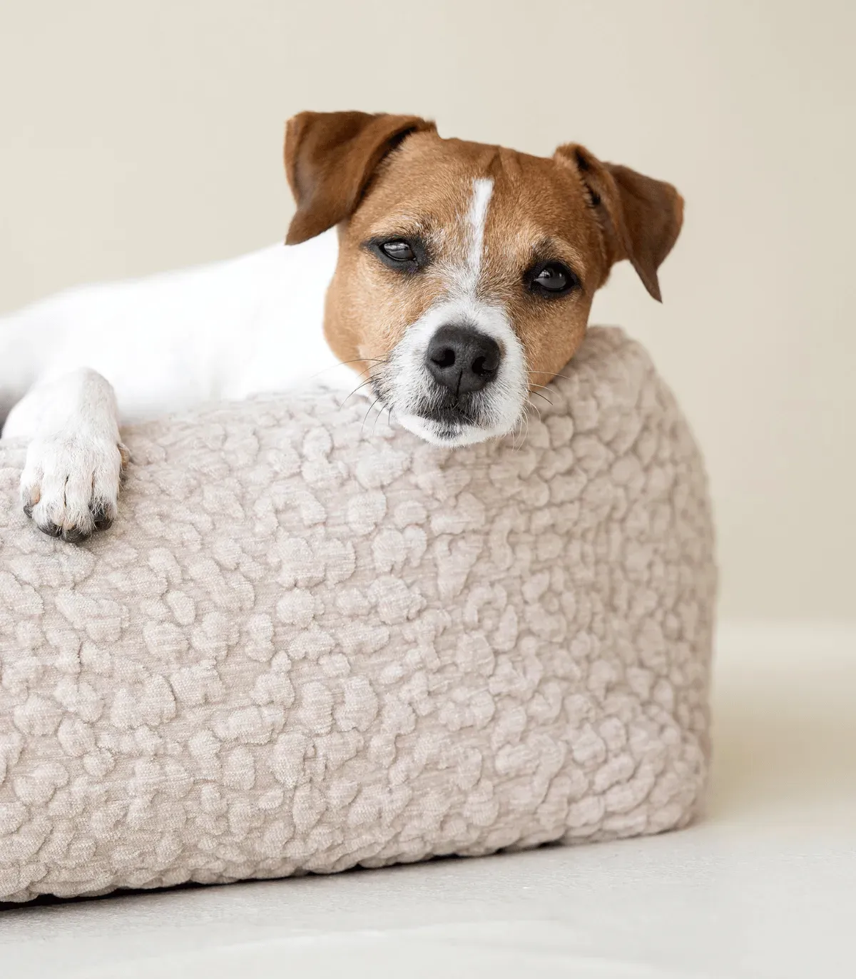 Jack Russell la tête posée sur le rebord d'un lit pour chien Bellagio crème en tissu bouclé