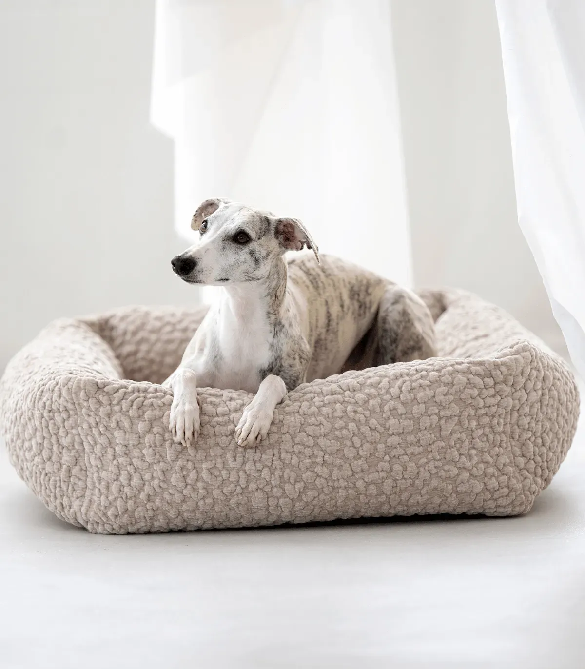 Whippet blanc et gris dans un lit pour chien Bellagio beige devant un rideau clair