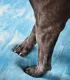 Patte de chien posée sur la couche bleue du matelas orthopédique du lit pour chien Bellagio
