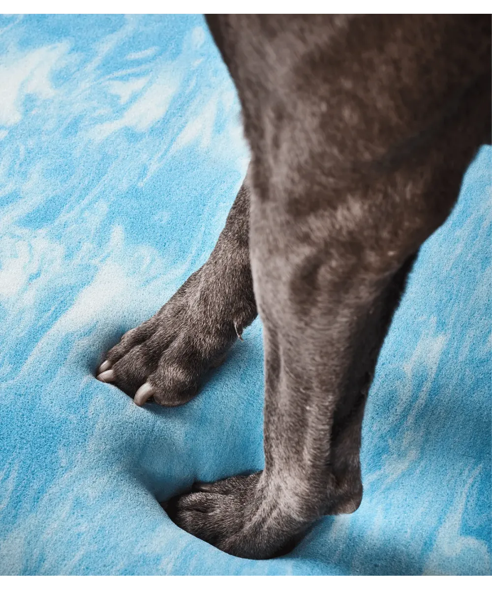Patte de chien posée sur la couche bleue du matelas orthopédique du lit pour chien Bellagio