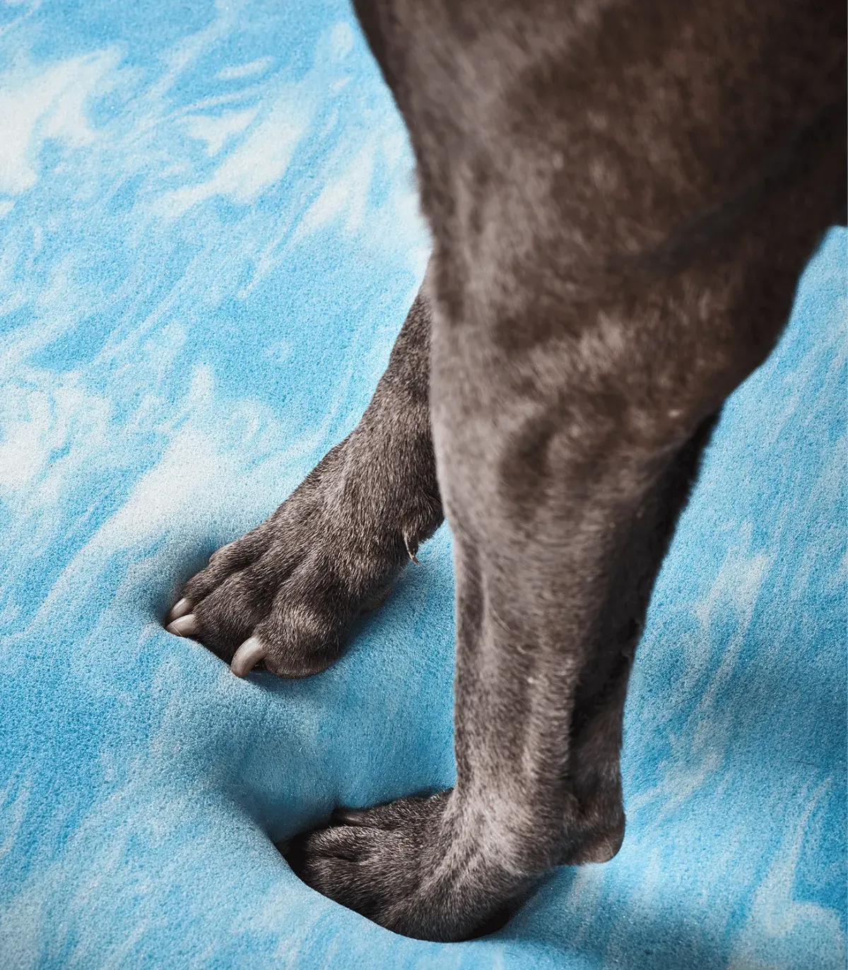 Patte de chien posée sur la couche bleue du matelas orthopédique du lit pour chien Bellagio