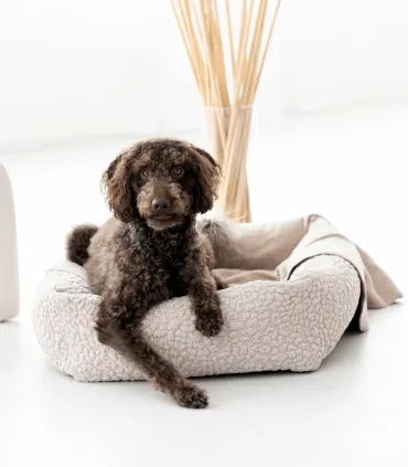 Chien brun frisé assis dans un lit pour chien Bellagio beige en tissu bouclé, Bella Concept Store Dog