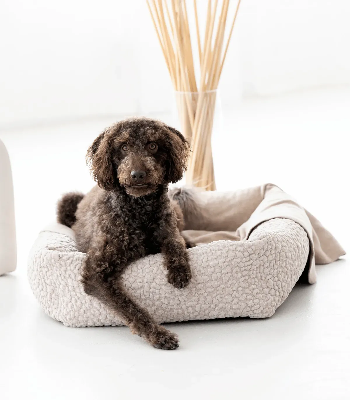 Chien brun frisé assis dans un lit pour chien Bellagio beige en tissu bouclé, Bella Concept Store Dog