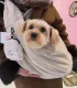 Sac de Transport Chien Fluffy Beige – Confort & Anti-Stress