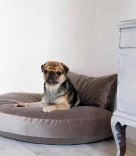 Matelas pour chien 90x65 cm Luna Lounge maintien stable LABONI