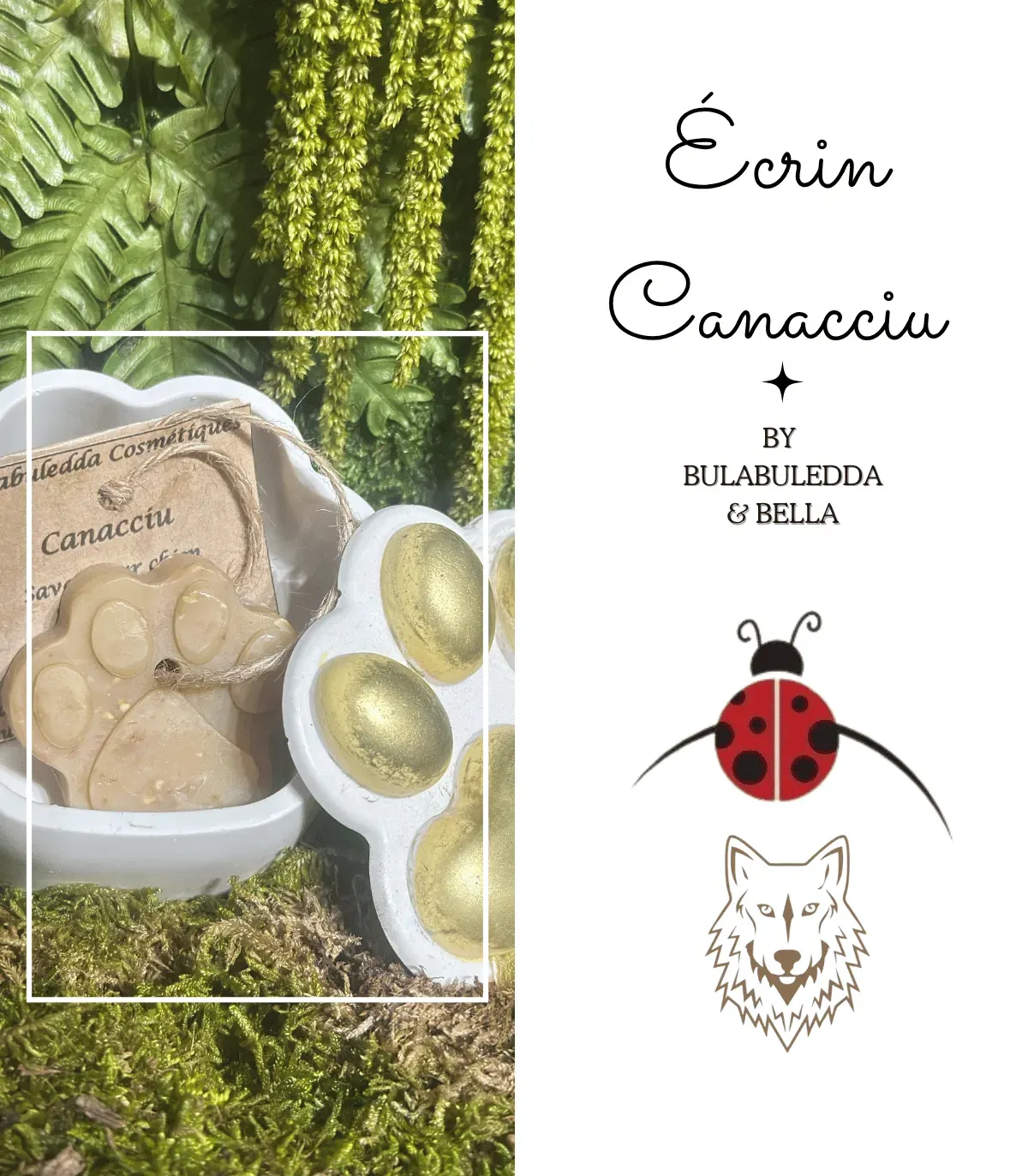 Montage de l’écrin patte et de son savon Canacciu sur la mousse, avec une coccinelle et la mention Écrin Canacciu