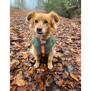 Photo lifestyle automnale (chien en extérieur)