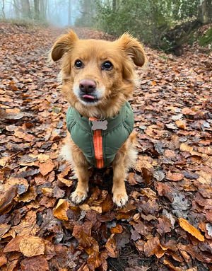 Photo lifestyle automnale (chien en extérieur)