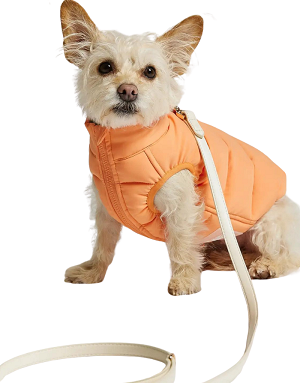 Vue portée par un chien (orange)