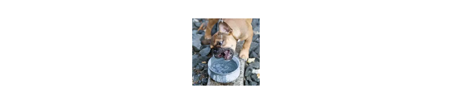 Gamelle design pour chien – Bella Concept Store Dog