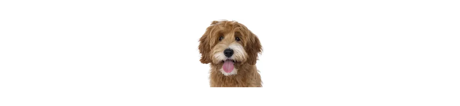 Soins pelage chien premium – Bella Concept Store Dog