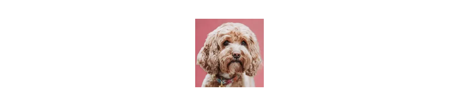 Colliers design pour chien élégants & premium – Bella Concept Store