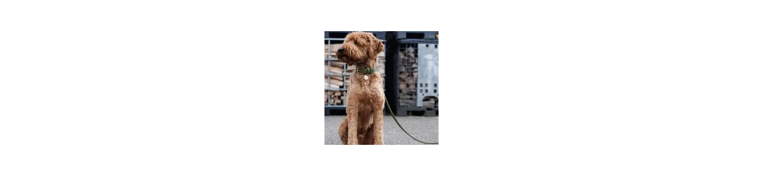 Laisses pour Chiens - Design élégant et qualité premiun