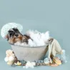 Accessoires de toilette
