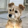 Sacs élégants pour chien