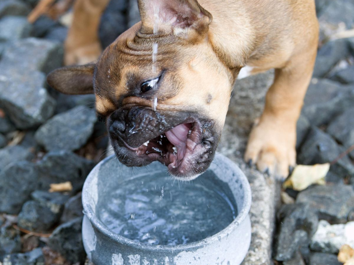 Gamelle pour chien Laboni - Bella Concept Store Dog