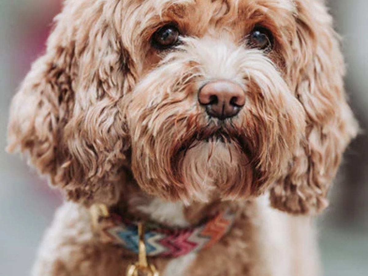Chien portant un Collier haute couture - Bella Concept Store Dog
