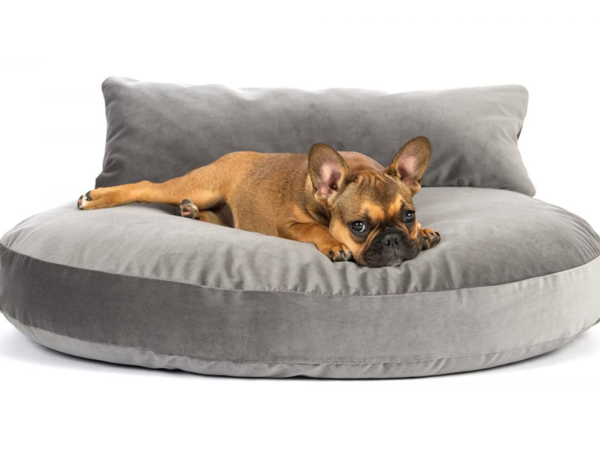 Panier Design pour chien - Bella Concept Store Dog