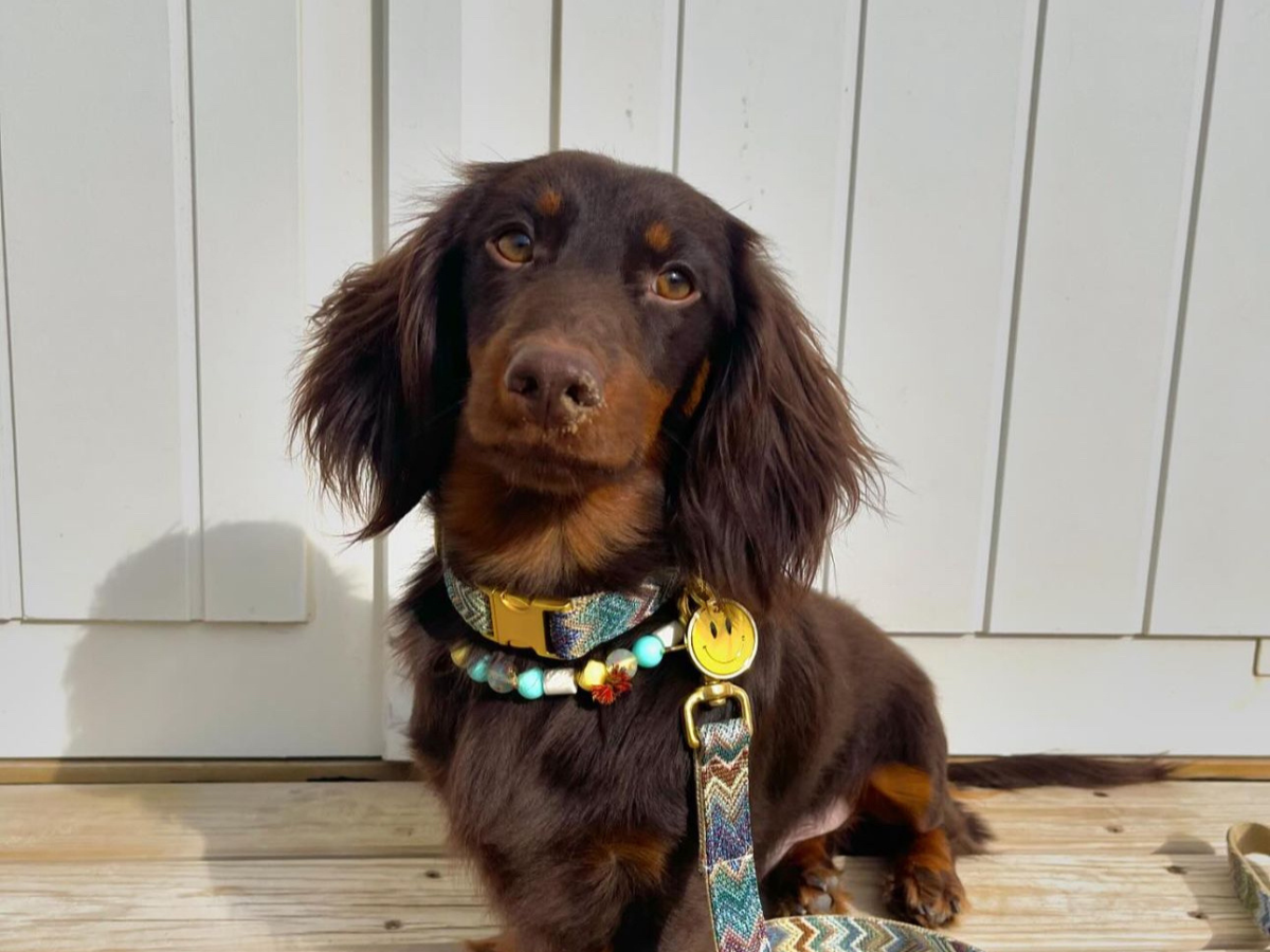 Collier pour chien haute couture sur un petit Chien - Bella Concept Store Dog