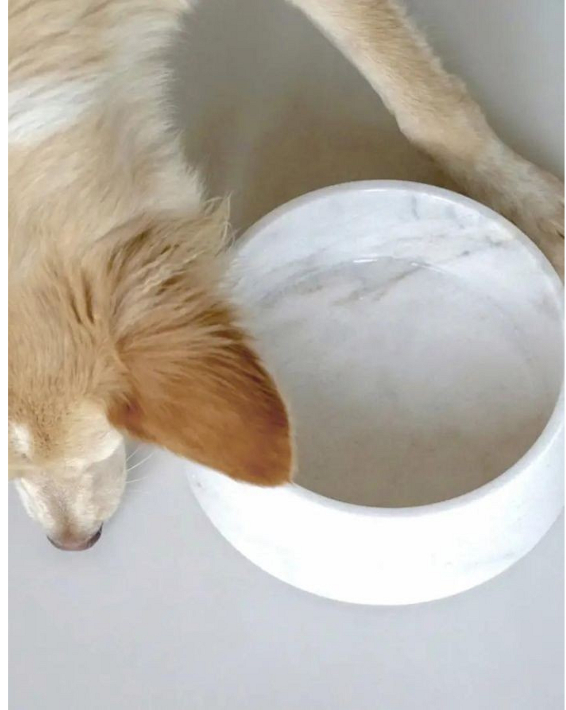chien buvant dans gamelle marbre - Bella Concept Store Dog