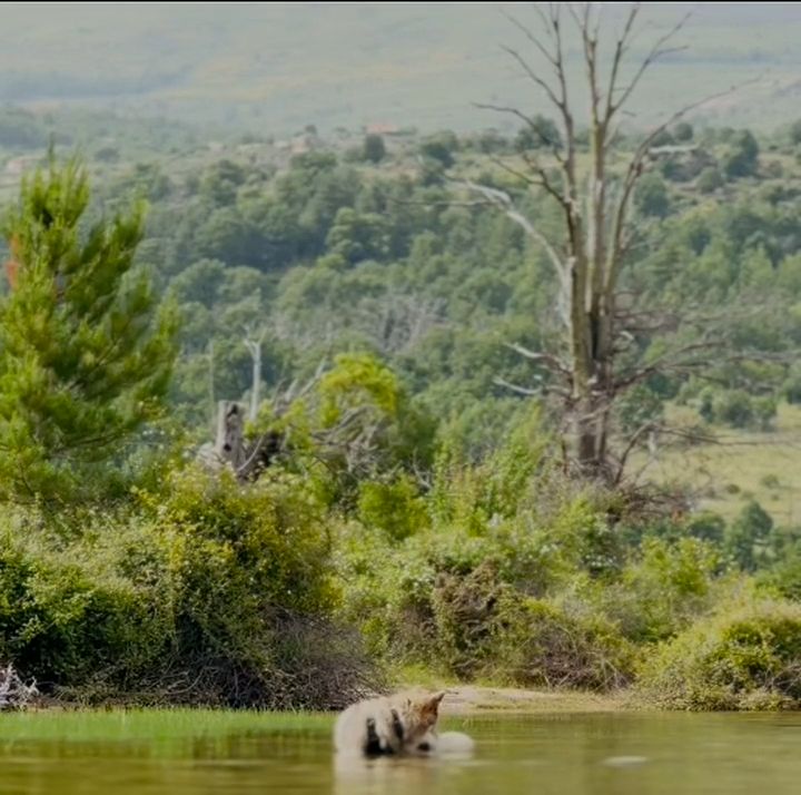 Bella au bord de l'eau