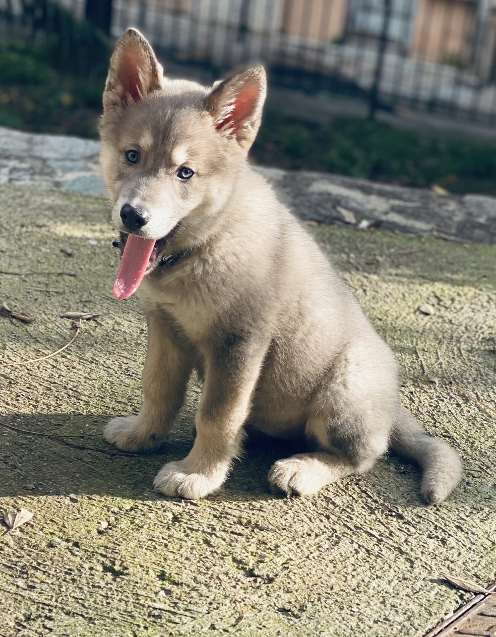 Bella chiot, Old Inuit Dog, assise sur la terrasse