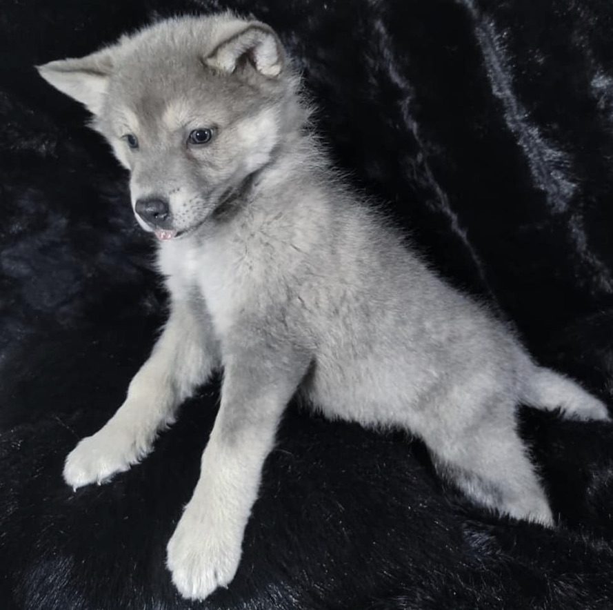 Bella chiot couchée sur une couverture noire