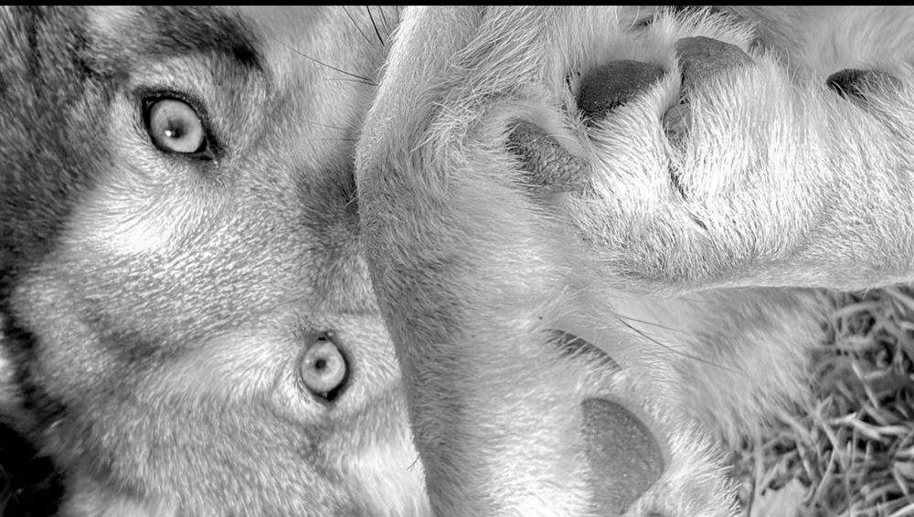Le regard de Bella, portrait en noir et blanc