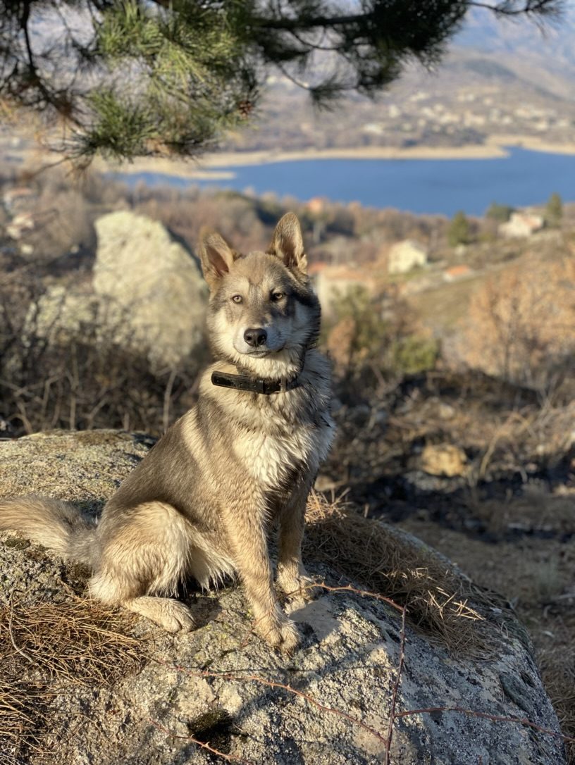 Bella assise sur un rocher dans la montagne corse