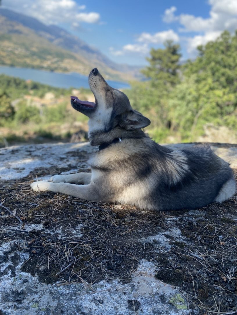 Bella hurle face au lac dans la vallée du Niolu