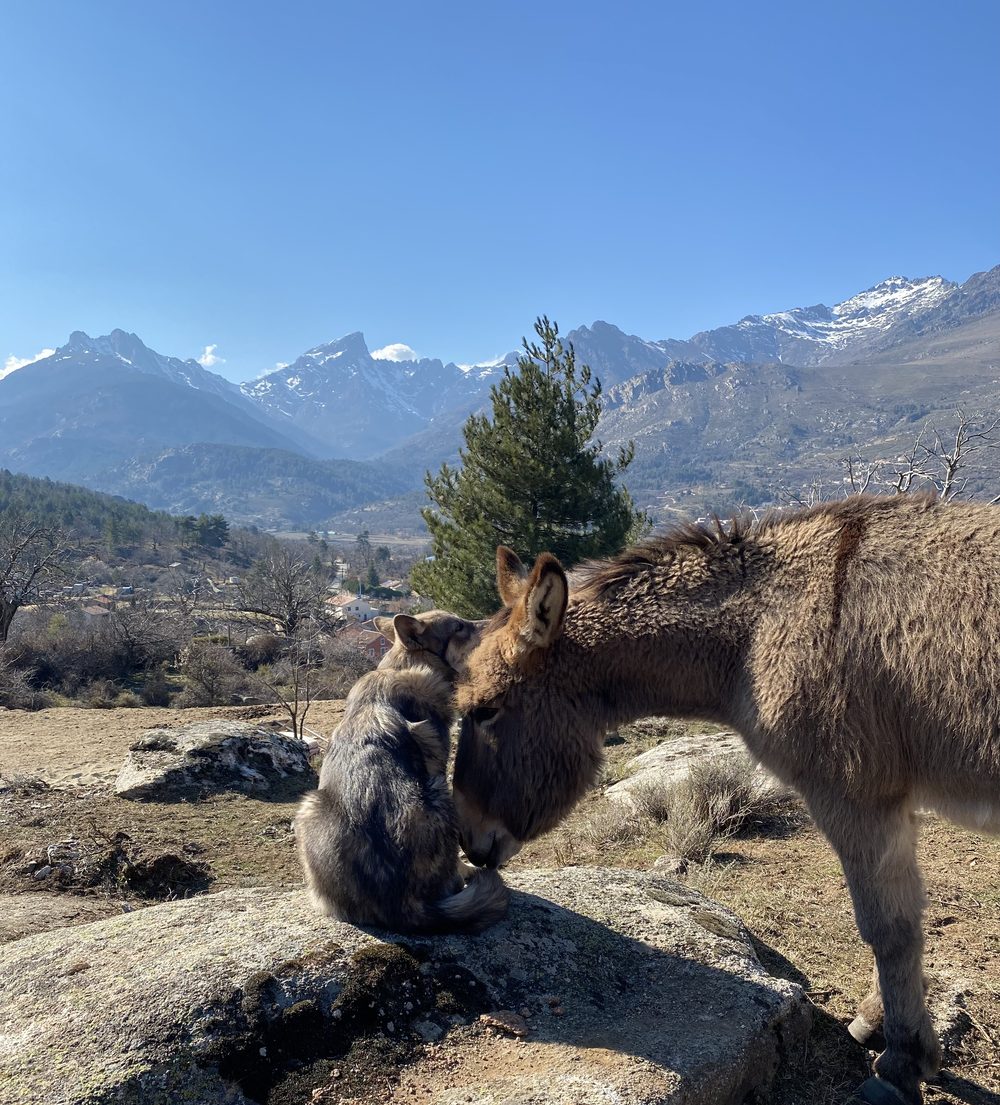 Bella et Lélu l'âne, front contre front, dans le maquis
