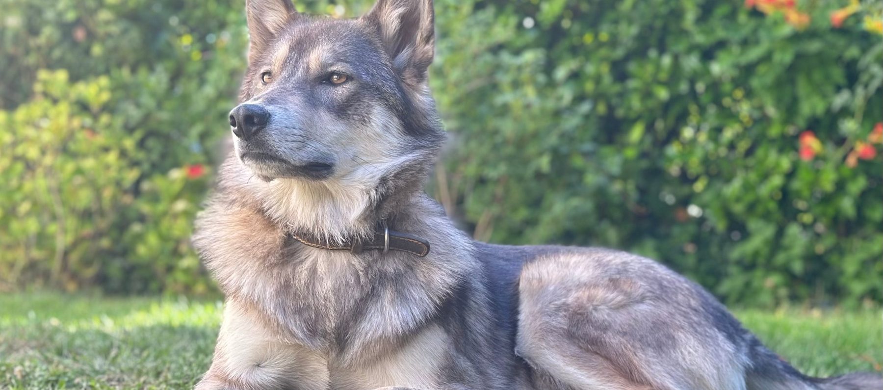 Bella, Old Inuit Dog, couchée dans l'herbe du jardin à Casamaccioli