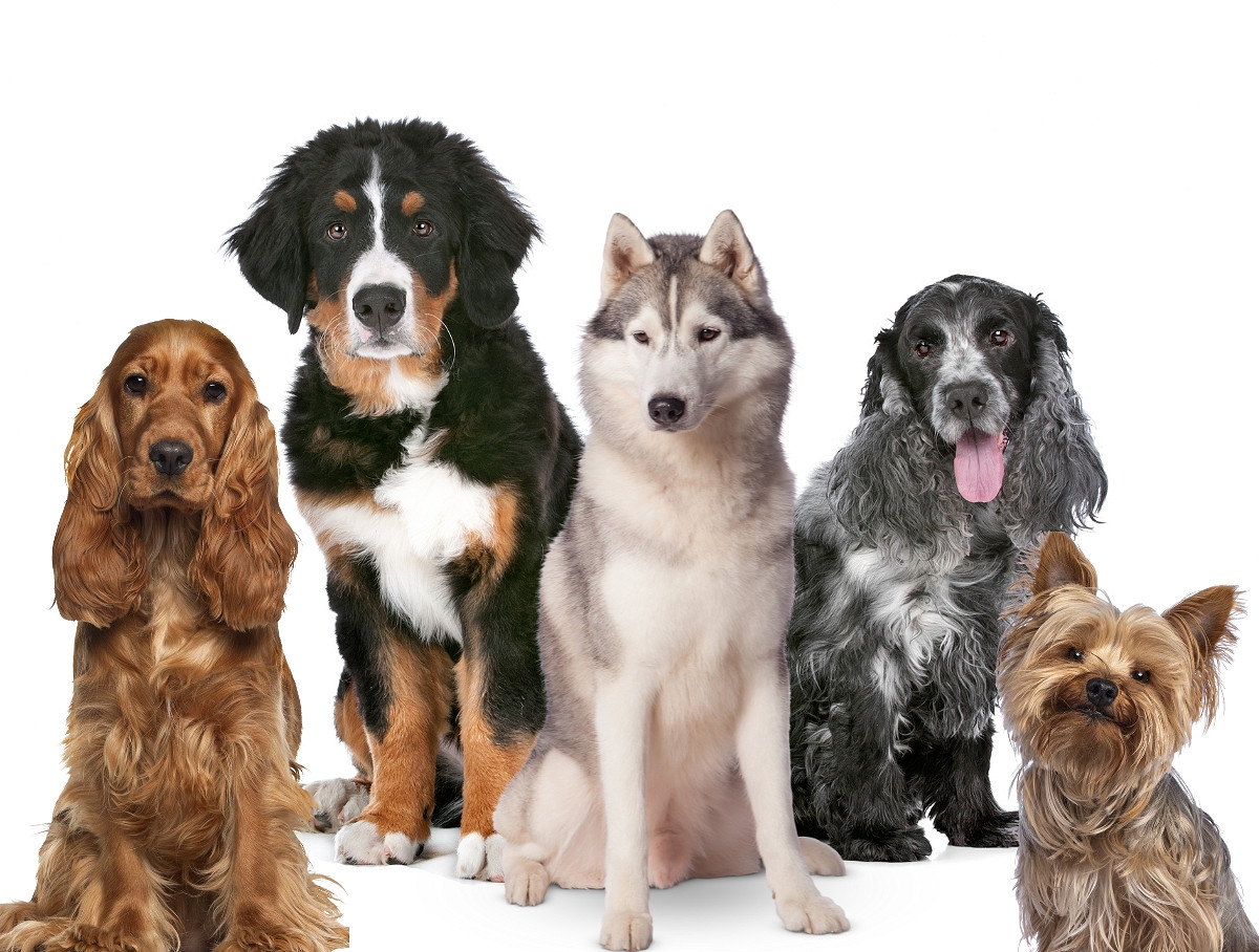 Comment choisir son Animal de compagnie ?