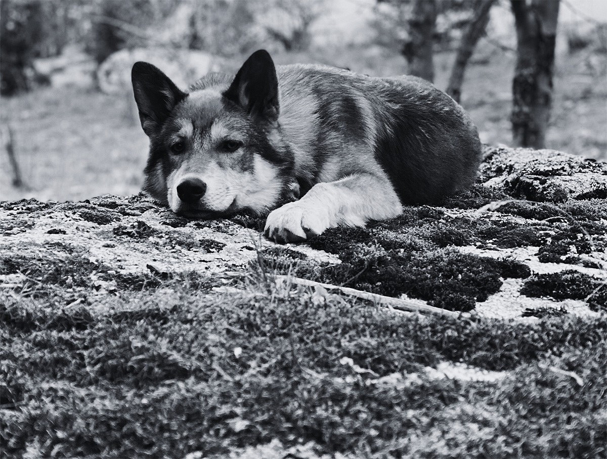 Avoir un Chien : Un Engagement Responsable pour un Compagnon Fidèle 
