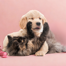  Jeux d’occupations 