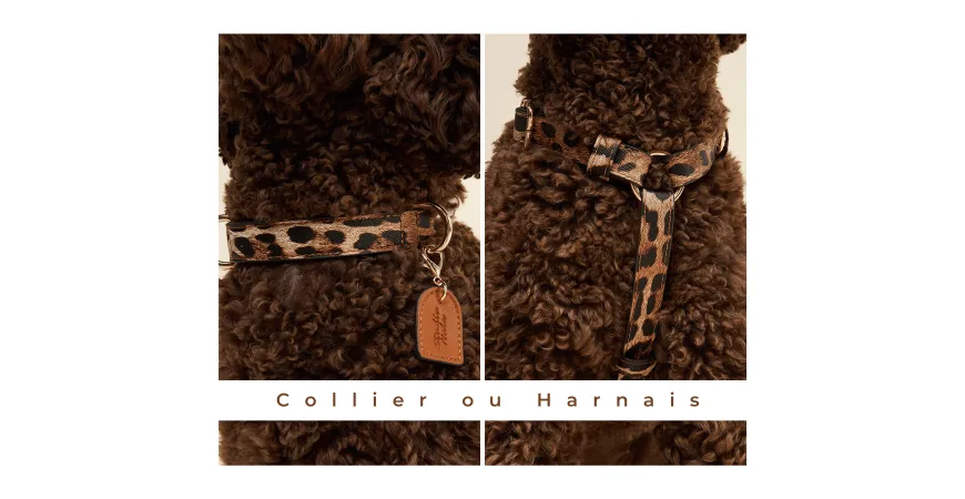 Collier ou harnais pour chien : Comment bien choisir ?