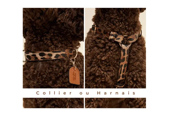 Collier ou harnais pour chien : Comment bien choisir ?