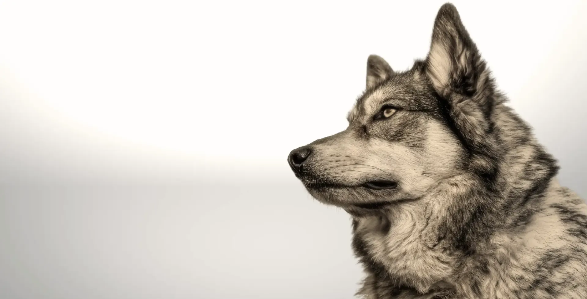 Bella Concept Store Dog – Accessoires Design & Luxe pour Chiens